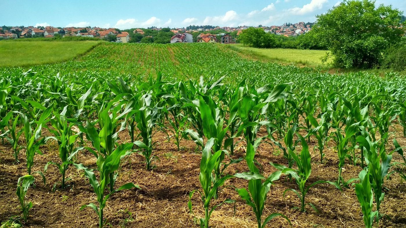 Parcela de cultivo de maíz